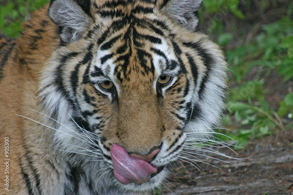 Fototapeta siberian tiger