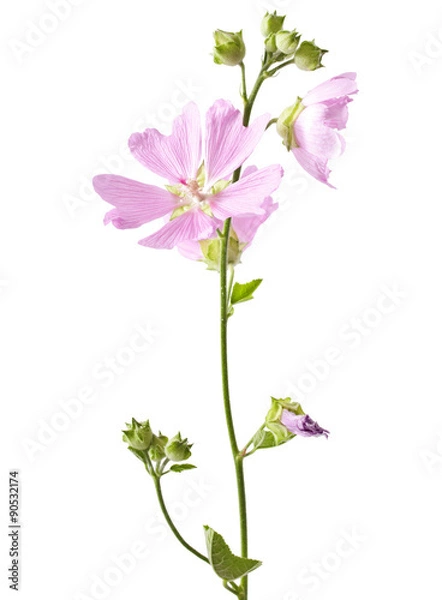 Obraz pink malva flower isolated on white background