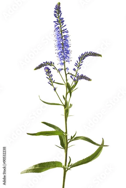 Obraz Speedwell flowers (Veronica longifolia) isolated on white background