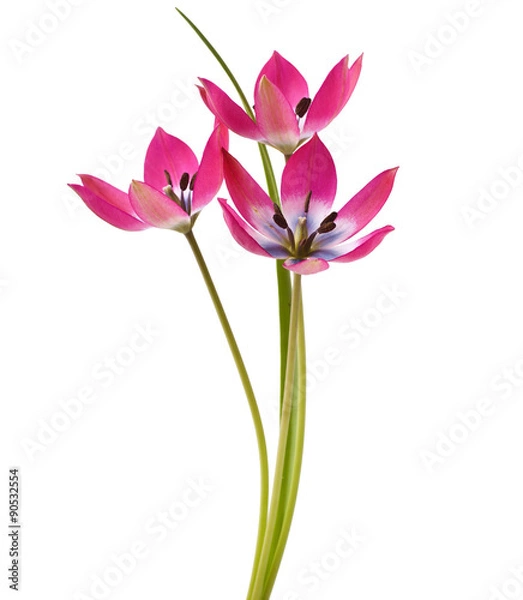 Obraz Red and White Tulip Isolated on White Background ( Tulip Tarda )