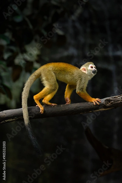 Obraz Common Squirrel Monkey on tree trunk