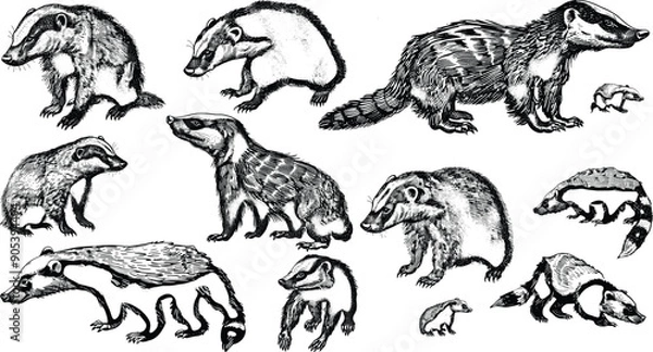 Fototapeta Honey badger set illustration ink sketch