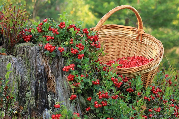 Fototapeta Урожай брусники