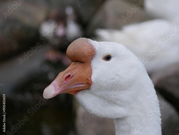 Fototapeta Portrait of an adult white goose on a cloudy autumn day. A large waterfowl against the background of a forest and a country pond.
