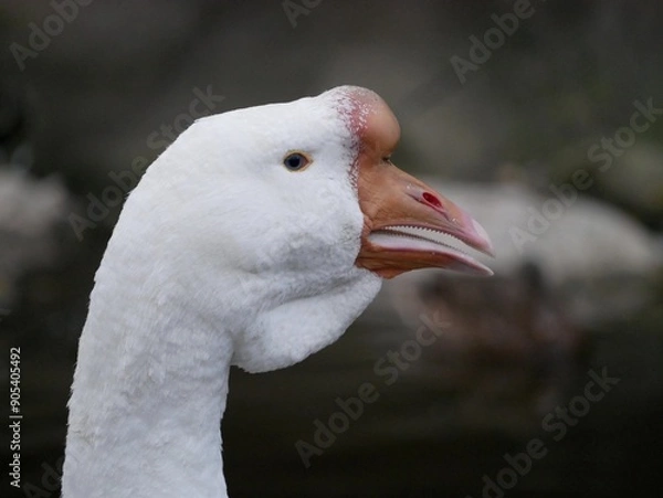 Fototapeta Portrait of an adult white goose on a cloudy autumn day. A large waterfowl against the background of a forest and a country pond.
