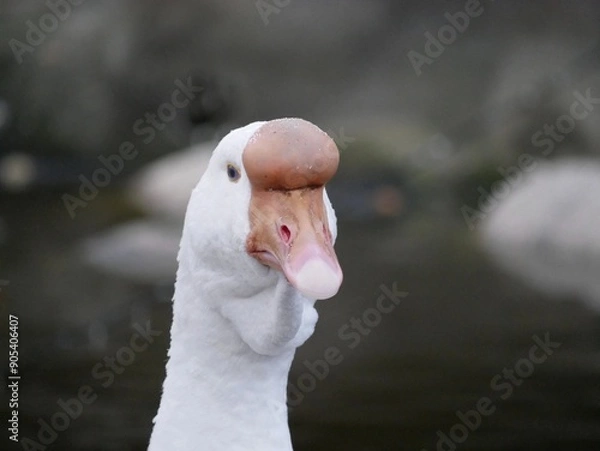 Fototapeta Portrait of an adult white goose on a cloudy autumn day. A large waterfowl against the background of a forest and a country pond.