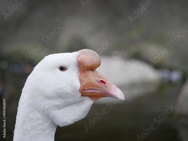Fototapeta Portrait of an adult white goose on a cloudy autumn day. A large waterfowl against the background of a forest and a country pond.