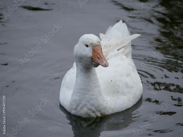 Fototapeta Portrait of an adult white goose on a cloudy autumn day. A large waterfowl against the background of a forest and a country pond.