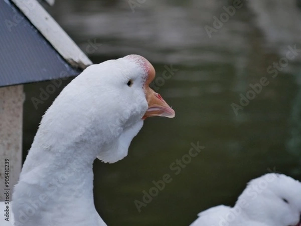 Fototapeta Portrait of an adult white goose on a cloudy autumn day. A large waterfowl against the background of a forest and a country pond.
