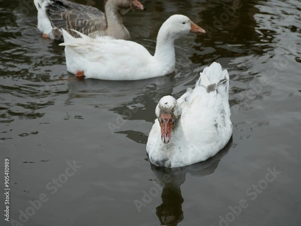 Fototapeta Portrait of an adult white goose on a cloudy autumn day. A large waterfowl against the background of a forest and a country pond.