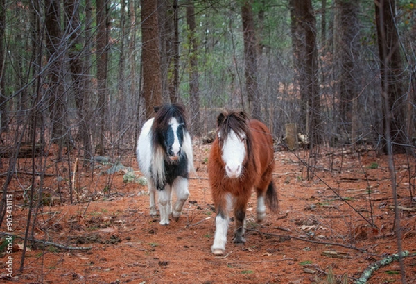 Obraz Two Mini Horses