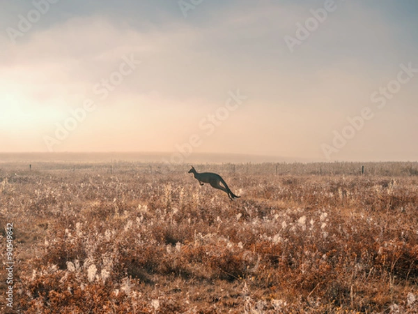 Fototapeta Kangur skaczący we mgle