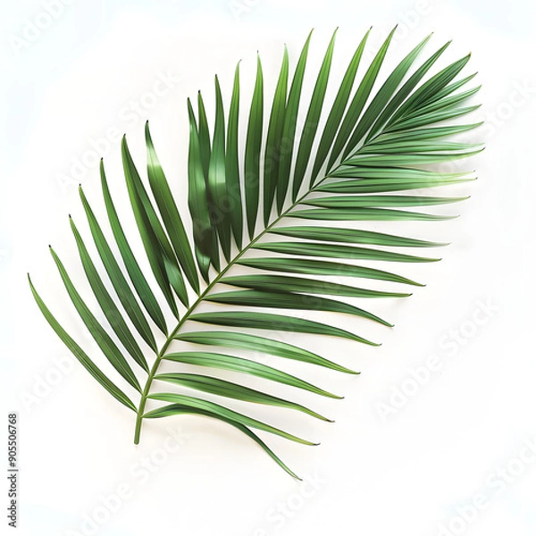 Fototapeta Palm Tree Leaves on a White Background. Minimalist and Clean Design Highlighting the Natural Elegance of Tropical Foliage.