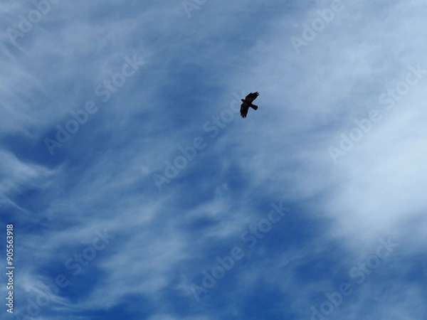 Obraz Aigle Ciel Bleu