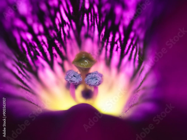 Obraz Gros plan fleur violette