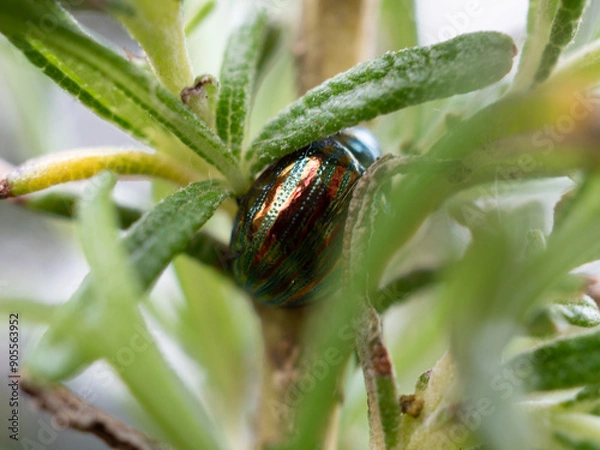 Obraz Gros Plan Scarabée Romarin
