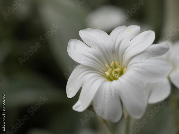 Obraz Gros plan fleur blanche