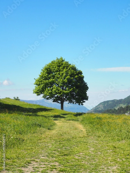 Obraz Paysage Nature Arbre