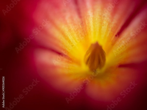 Obraz Macro Fleur jaune rose