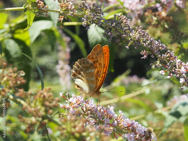 Obraz Papillon Orange Nature Fleurs
