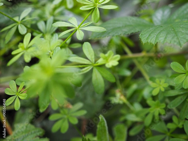 Obraz Plante verte nature