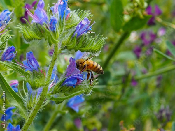 Obraz Abeille qui butine