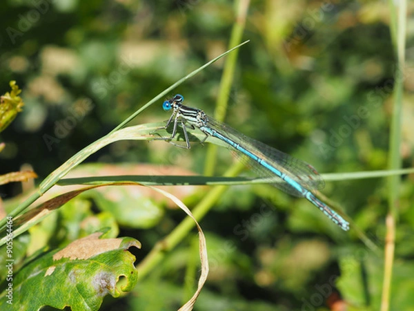 Obraz Libellule bleue