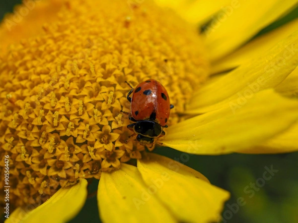 Obraz Coccinelle rouge sur fleur jaune