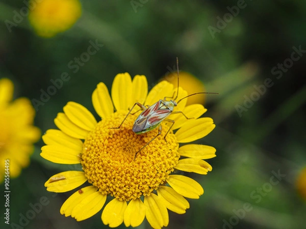 Obraz Insecte sur fleur jaune
