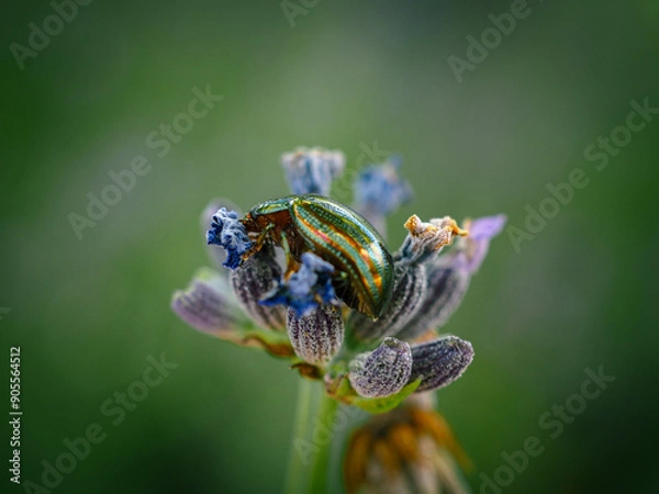 Obraz Scarabée vert