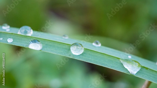 Obraz Gouttes d'eau Nature