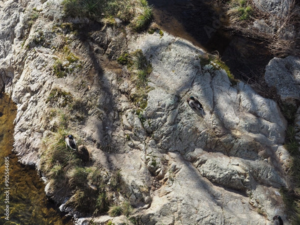 Obraz Canards sur Rochers
