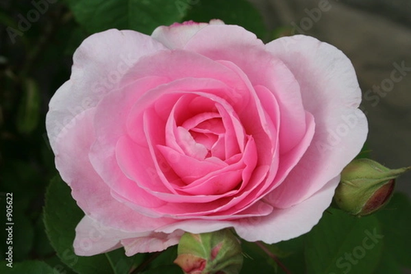 Fototapeta rose close-up, pink fading to white