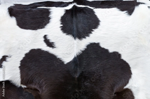 Obraz black and white cow hide