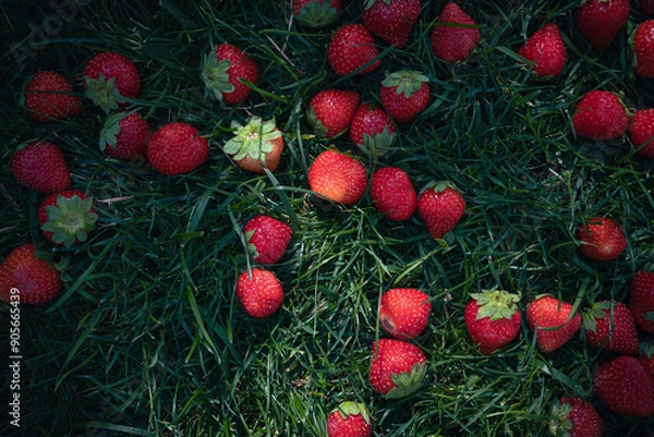 Obraz Fresh red strawberries in green grass