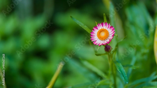 Fototapeta pink flower