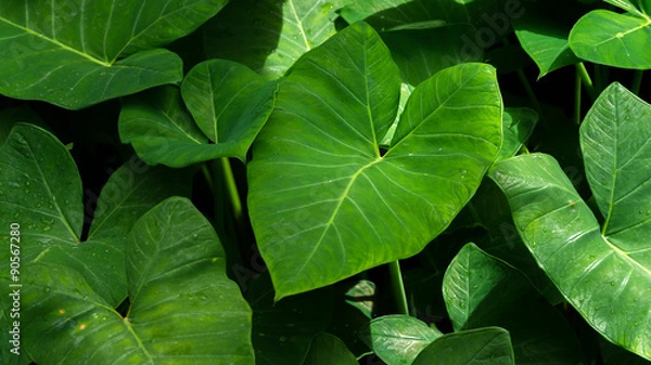 Fototapeta love leave