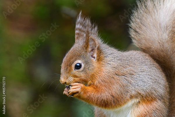 Fototapeta Red Squirrel eating a nut