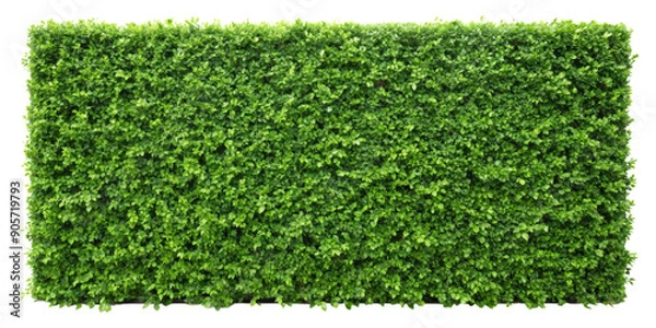 Fototapeta Green Hedge Wall Seamless Pattern Texture