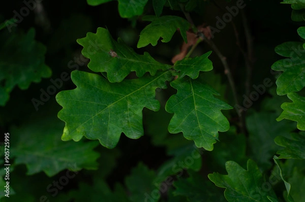 Obraz close-up of green oak leaves
