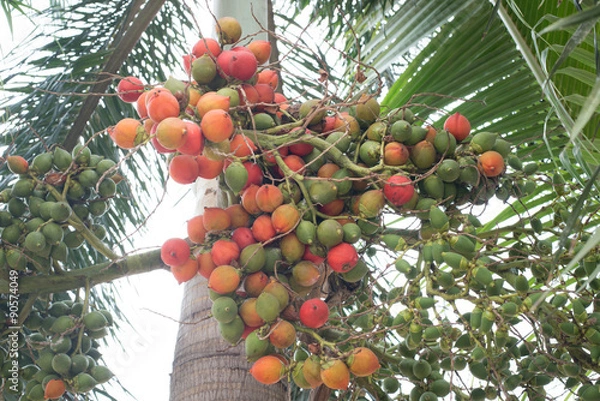 Obraz The bunch areca