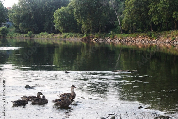 Fototapeta Ducks Swimming on the Cedar River With Trees and Rocks in the Background
