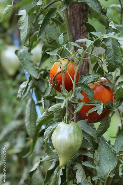 Obraz Tomates