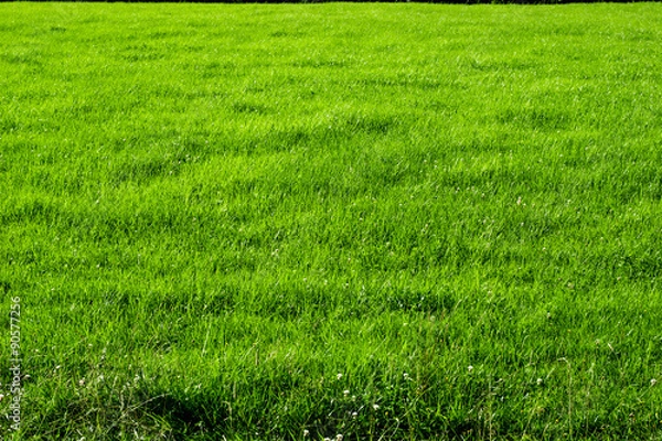 Fototapeta Trawa
