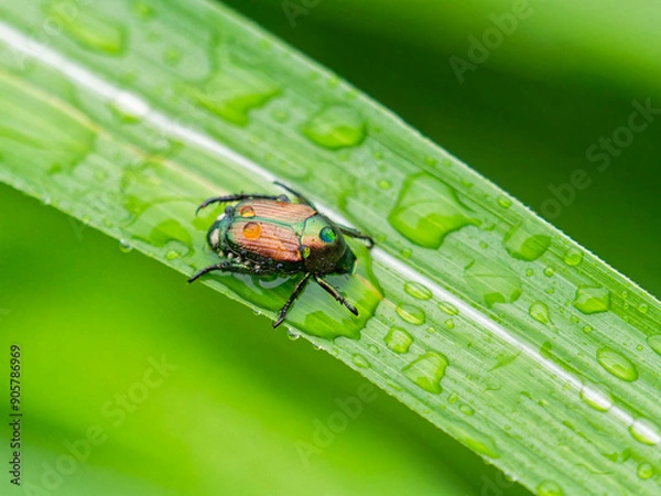 Obraz 雨に濡れるマメコガネ