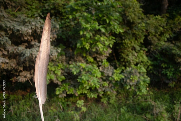 Fototapeta Goose Feather and a Background With Trees