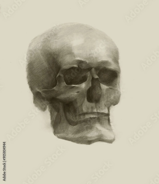 Obraz Pencil drawing of a skull on white.