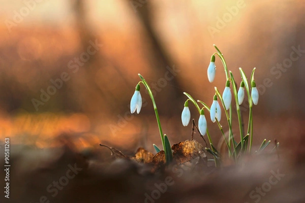 Obraz Spring snowdrop flowers