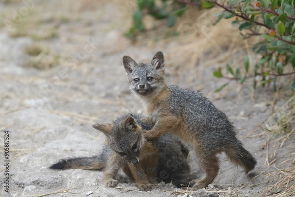 Obraz Play Time Fox Island Fox Pups