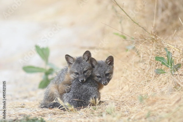 Obraz Island Fox Bonding